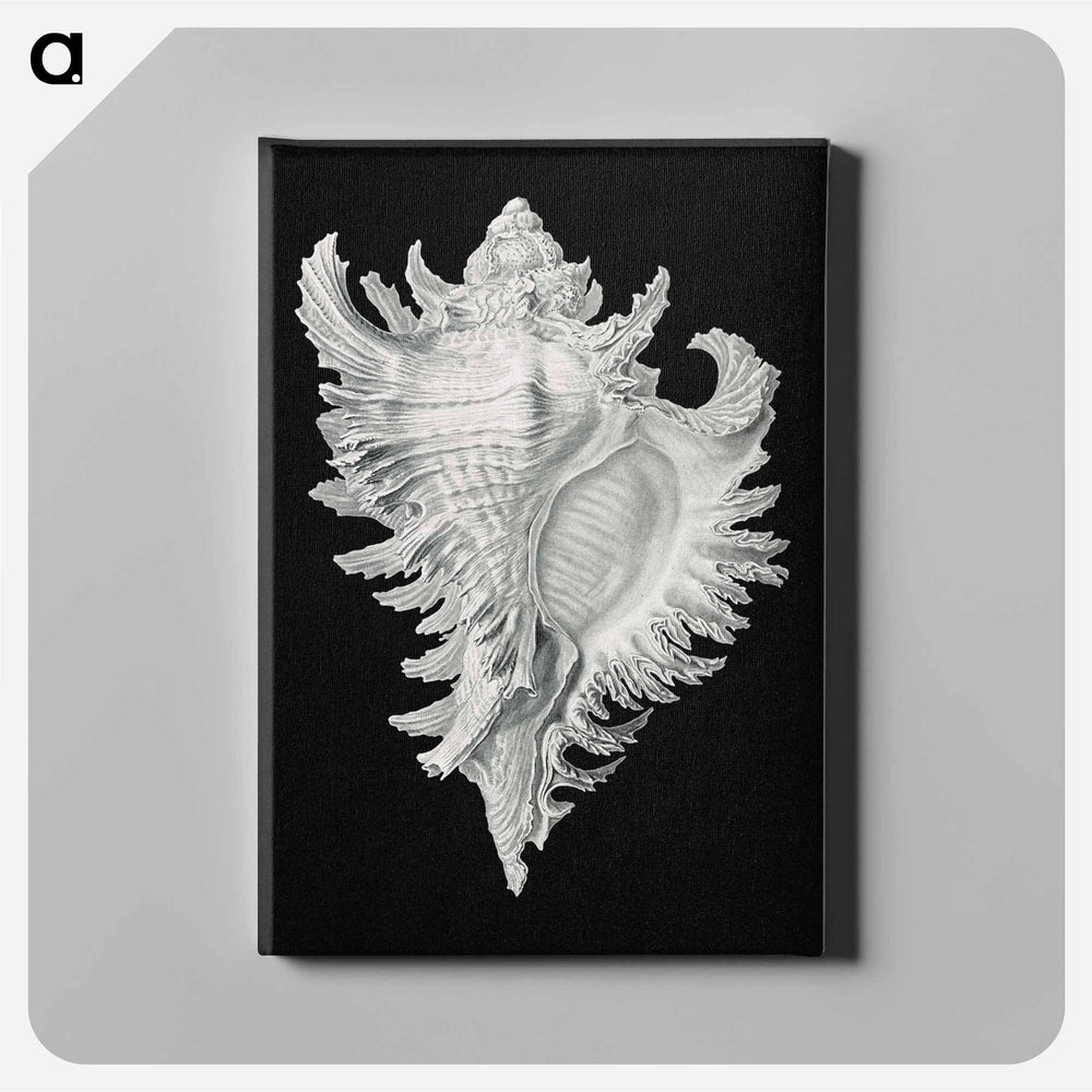 Vintage shell marine life illustration - エルンスト ヘッケル Canvas.