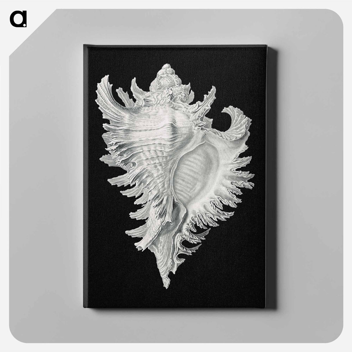 Vintage shell marine life illustration - エルンスト ヘッケル Canvas.