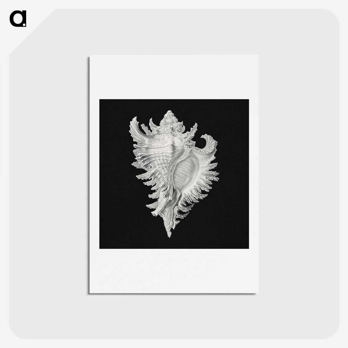 1-58_Ernst-Haeckel_hagaki