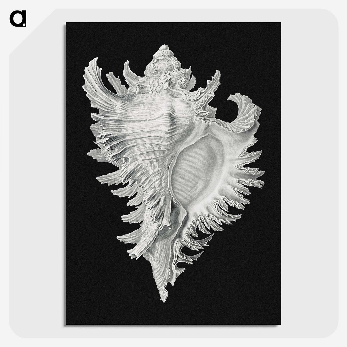 1-58_Ernst-Haeckel_picture-crop