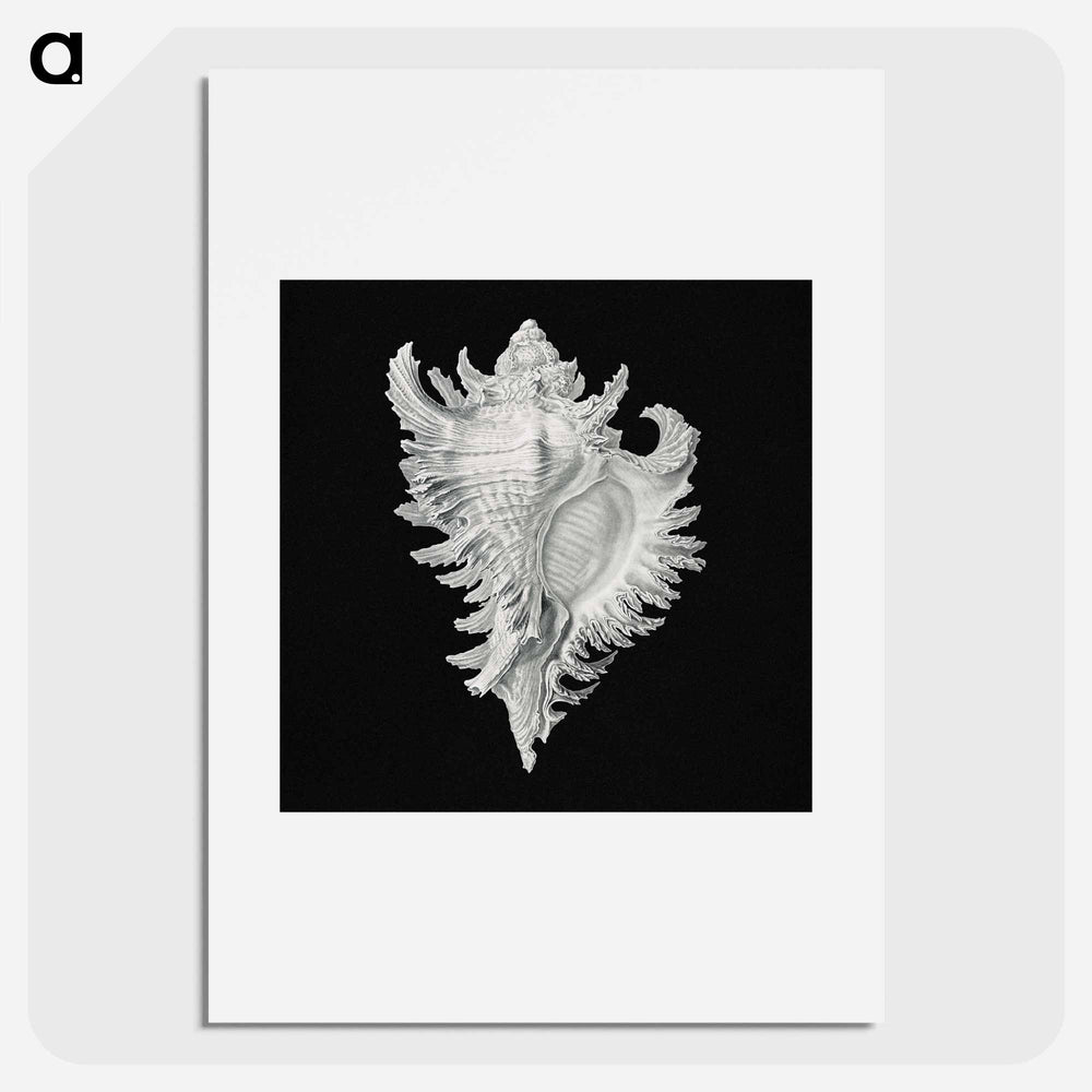 Vintage shell marine life illustration - エルンスト ヘッケル Poster.