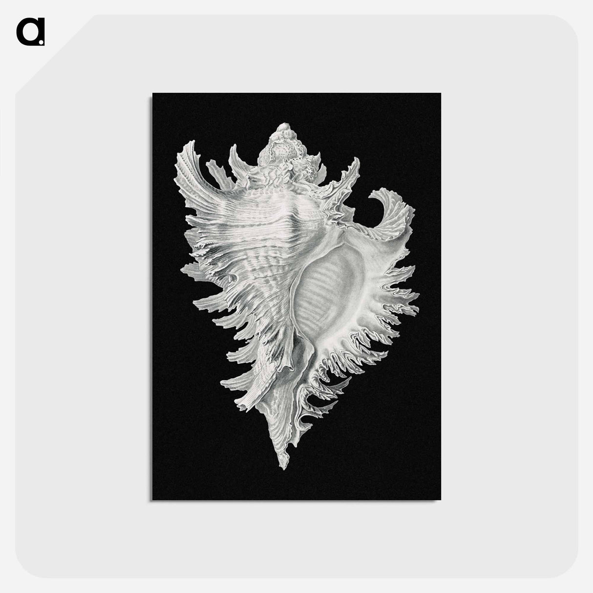 アートポストカード-Vintage shell marine life illustration - エルンスト ヘッケル Postcard.