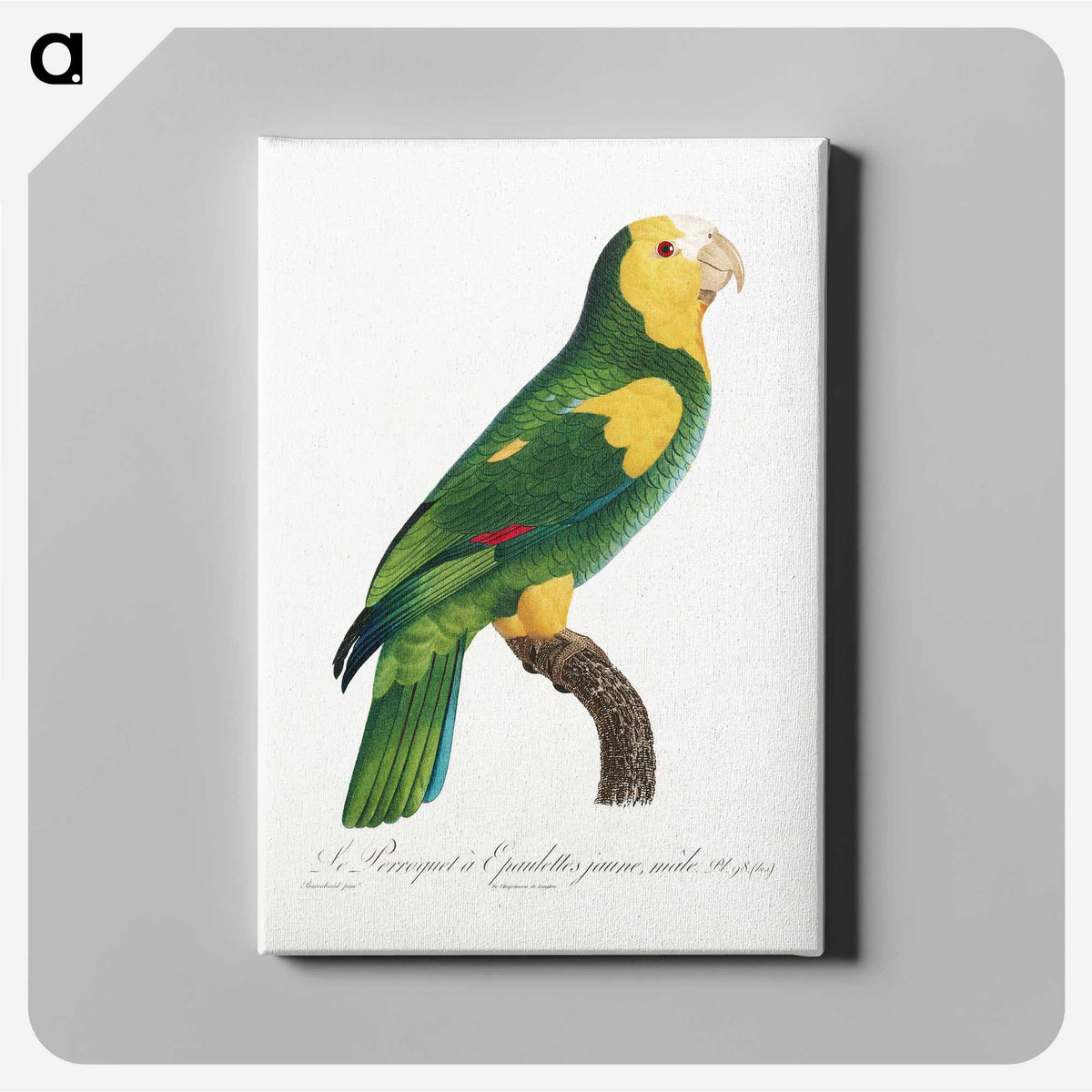 1-58_Francois-Levaillant_canvas