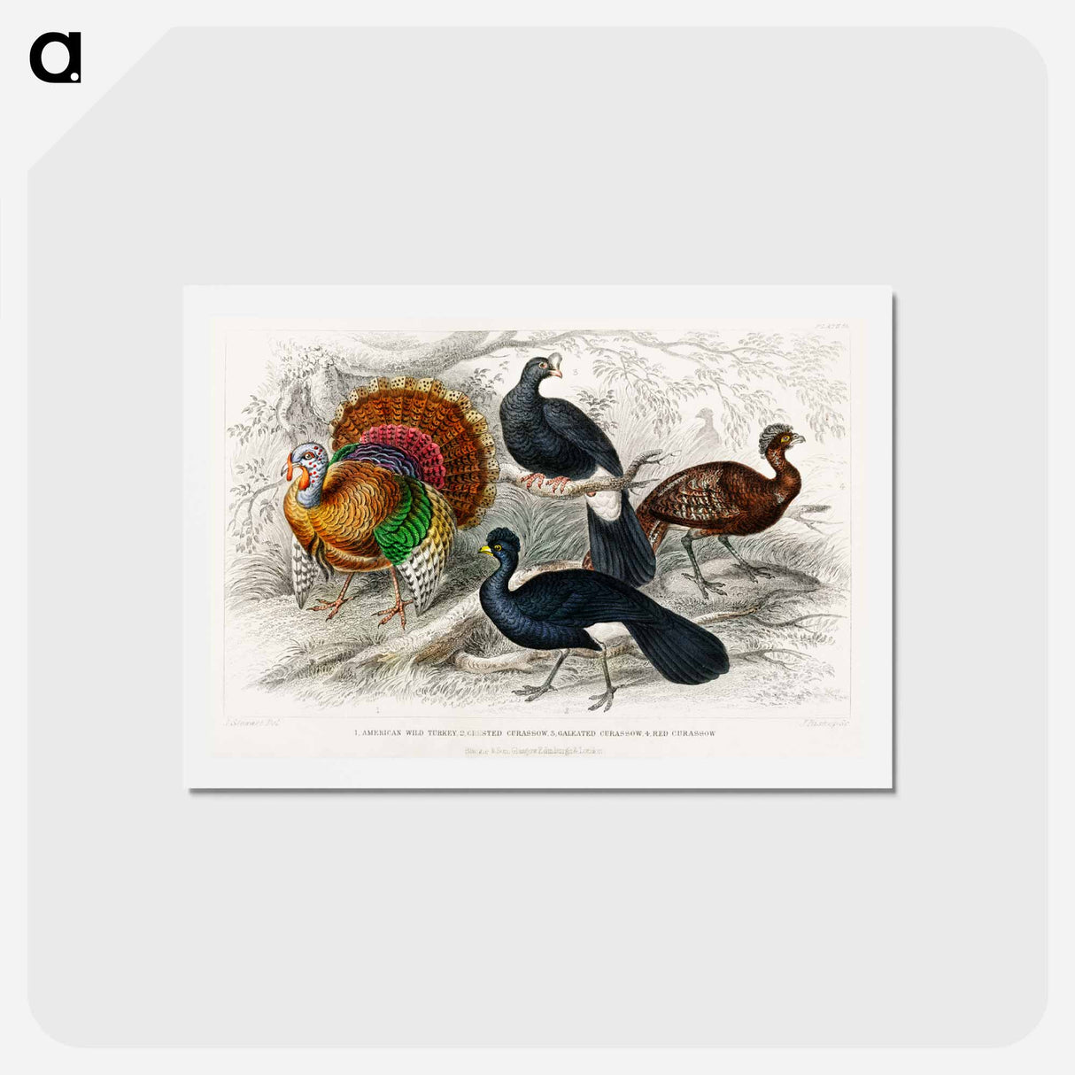 アートポストカード-American and Crested Curassows
- ゴールドスミスの生き生きとした自然 Postcard.