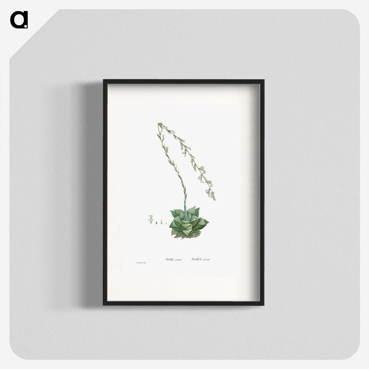 1-58_Histoire-des-Plantes-Grasses_blk