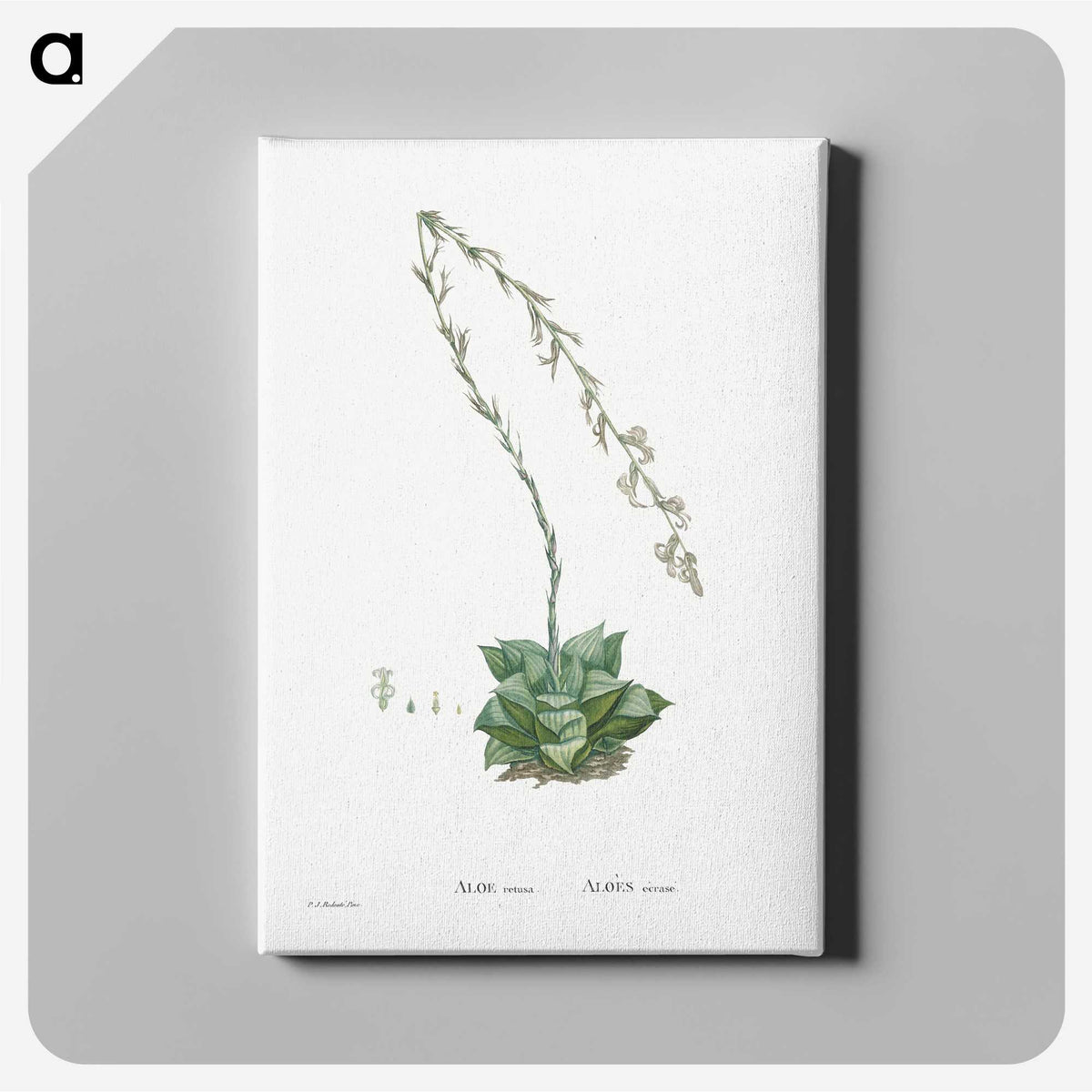 1-58_Histoire-des-Plantes-Grasses_canvas