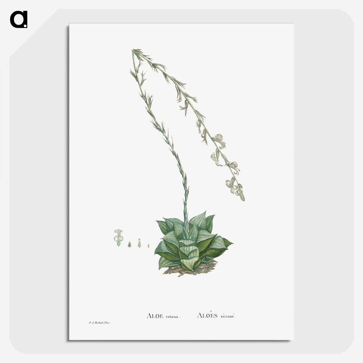 1-58_Histoire-des-Plantes-Grasses_picture-crop
