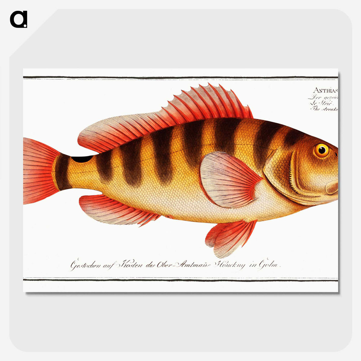 1-58_Ichtyologie-ou-Histoire-naturelle_picture-crop