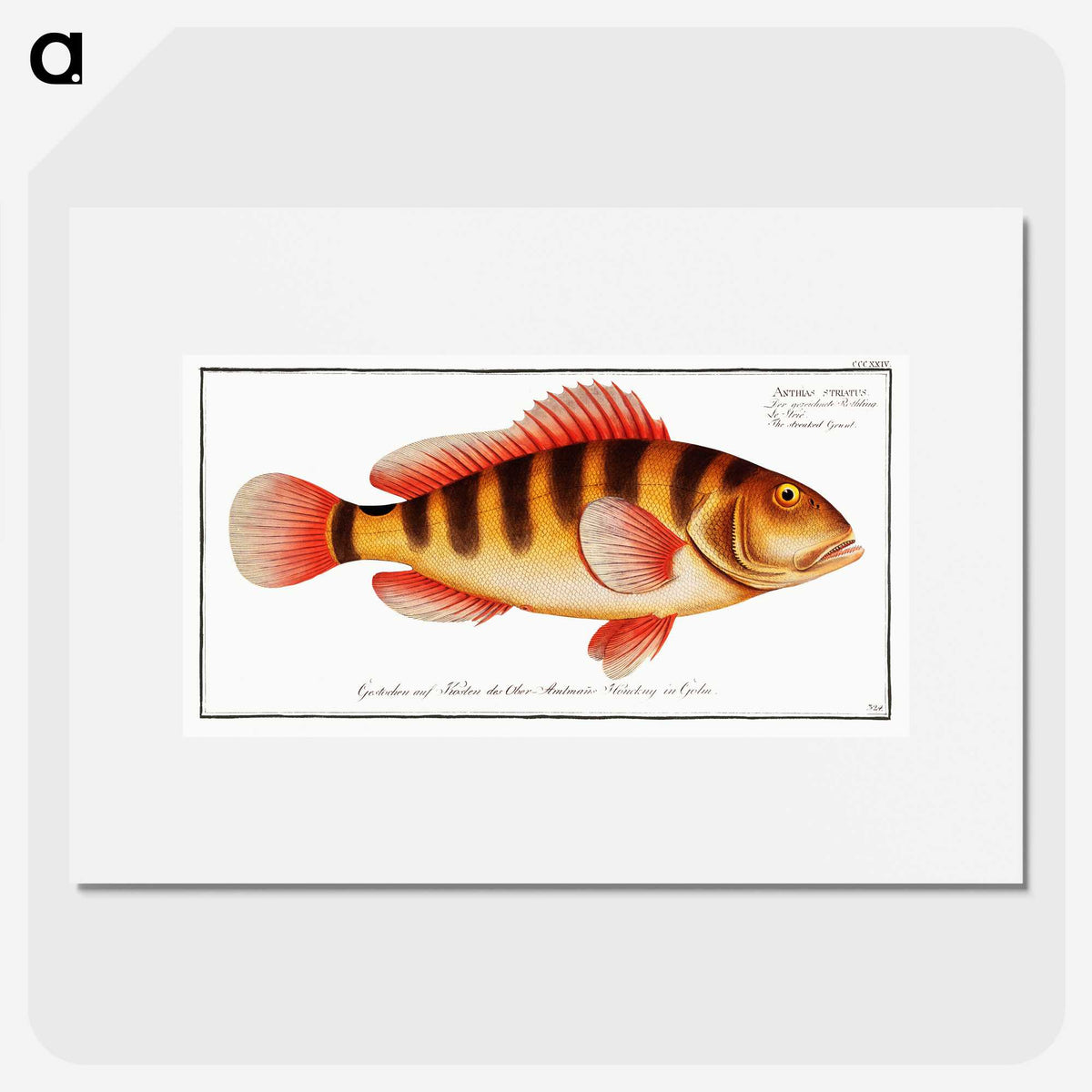 1-58_Ichtyologie-ou-Histoire-naturelle_picture