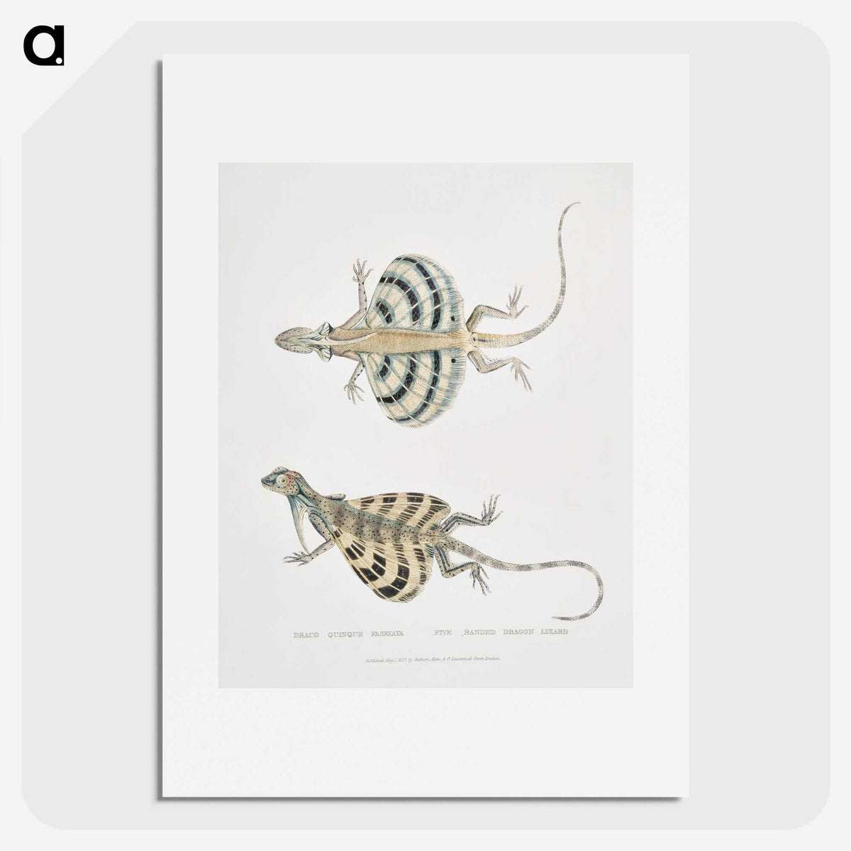 1-58_Indian-Zoology_picture
