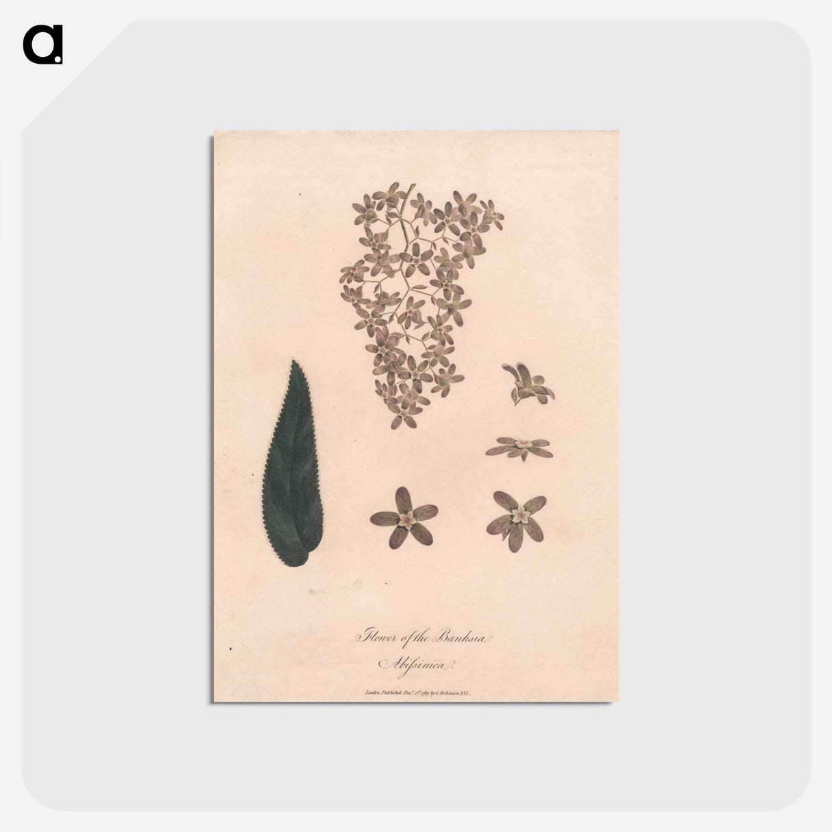 アートポストカード-Flower of the Banskia Abissinica
- ジェームス ヒース Postcard.