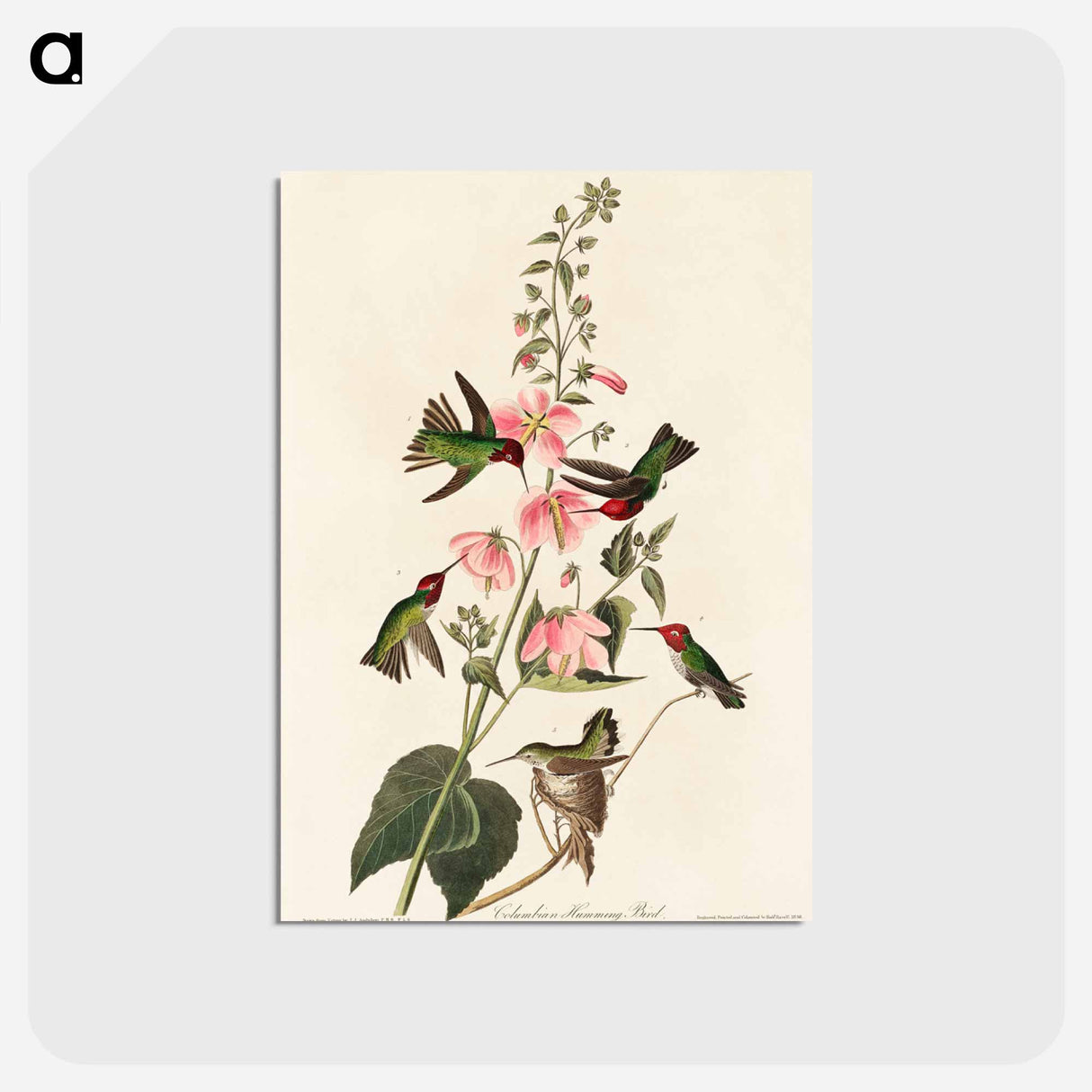 Columbian Humming Bird
- ジョン ジェームス オーデュボン Postcard.