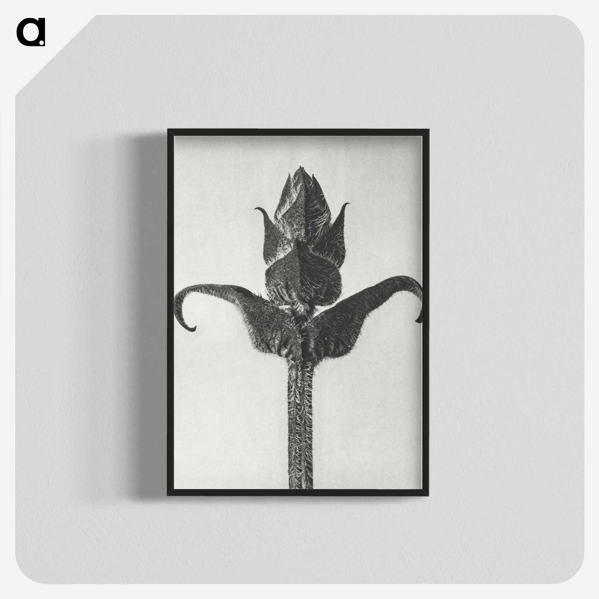 1-58_Karl-Blossfeldt_blk-crop