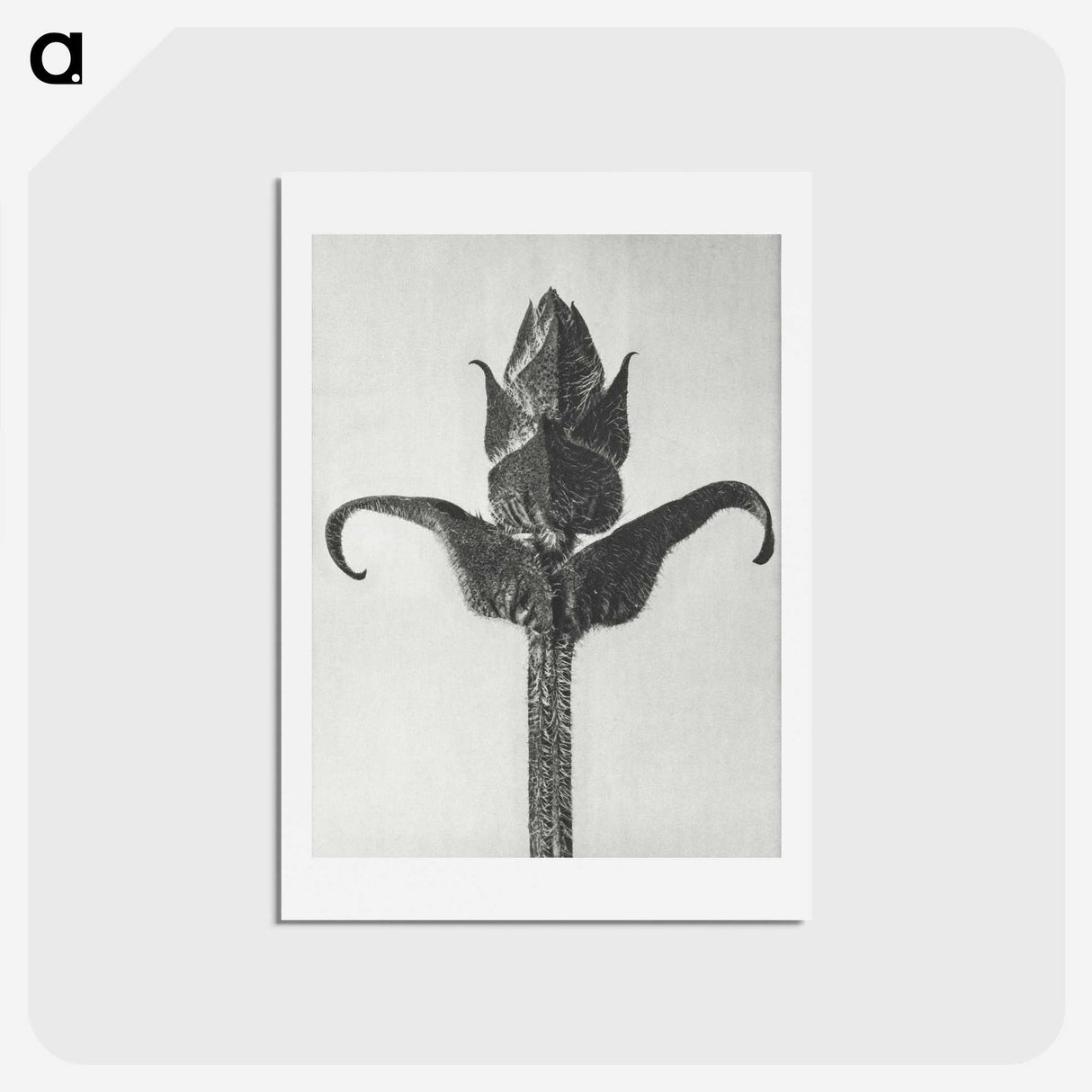 1-58_Karl-Blossfeldt_hagaki