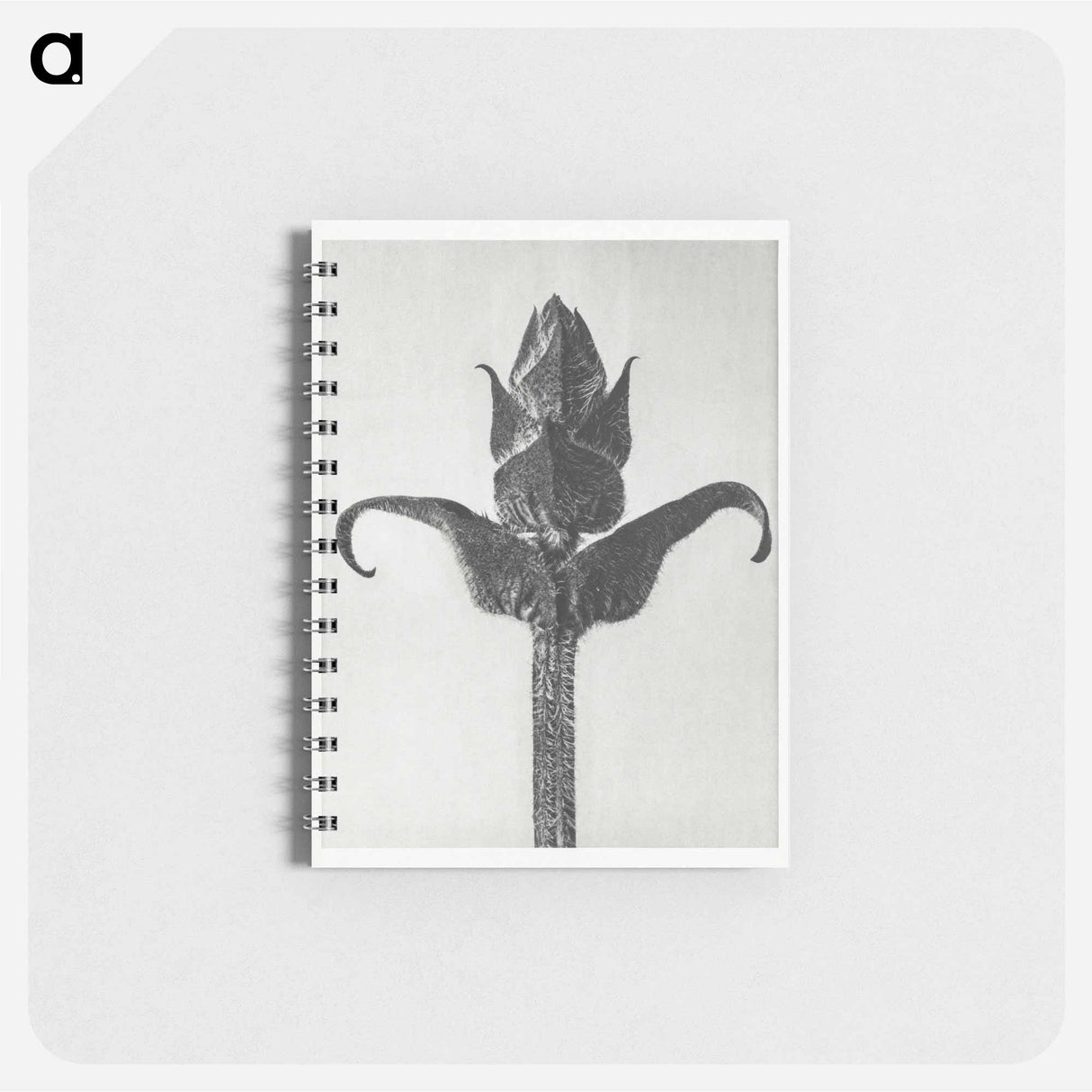 Brunella Grandiflora - カール ブロスフェルト Memo.