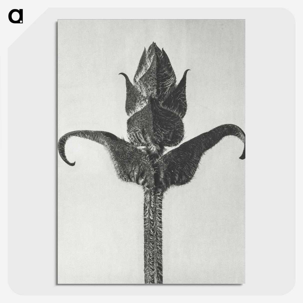 1-58_Karl-Blossfeldt_picture-crop