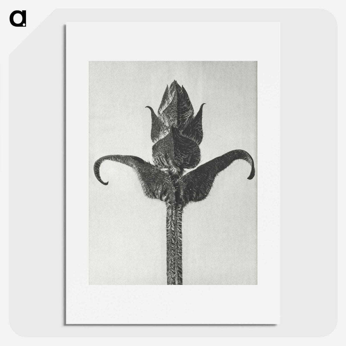 1-58_Karl-Blossfeldt_picture