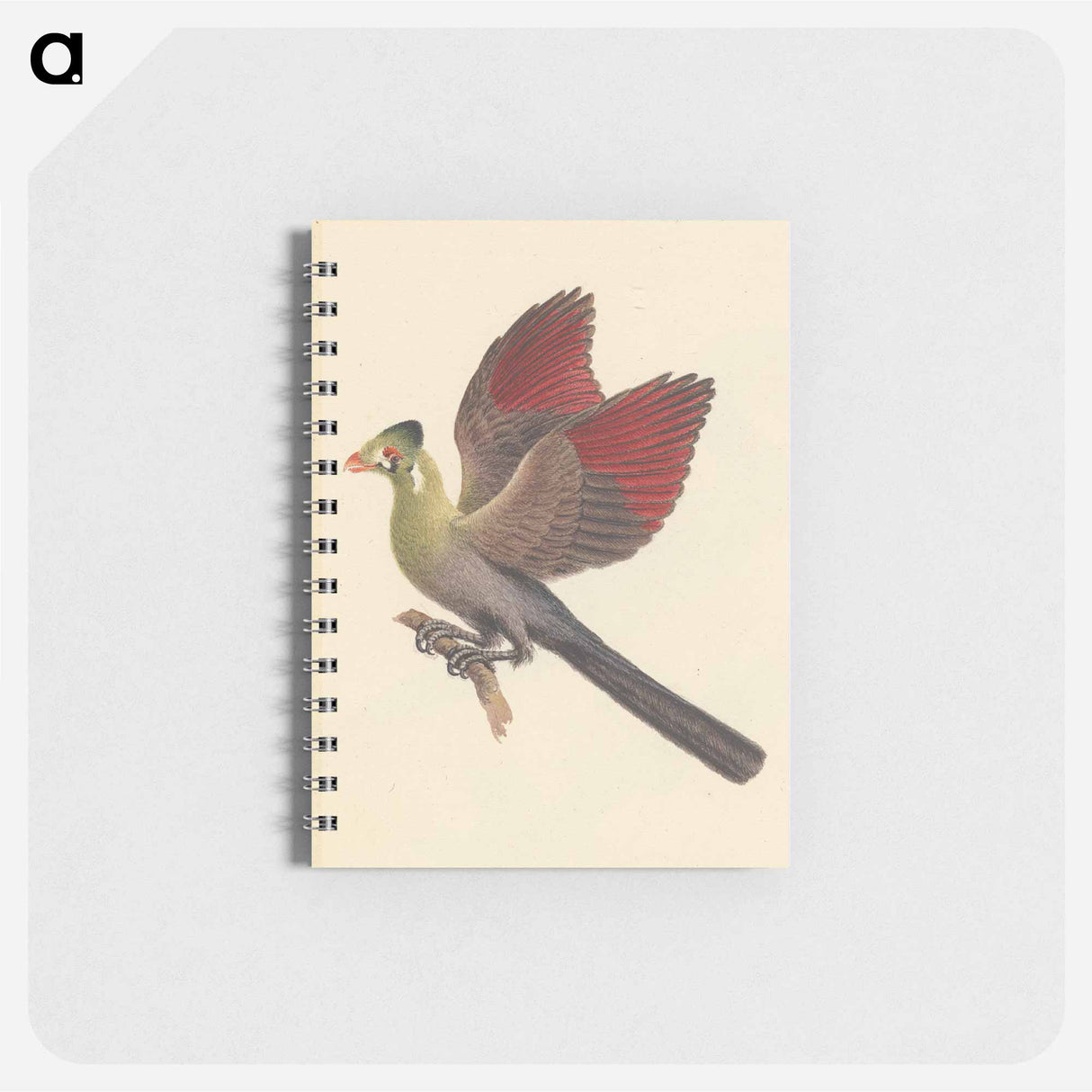 White-cheeked Turaco
- ルイージ バルガーニ Memo.