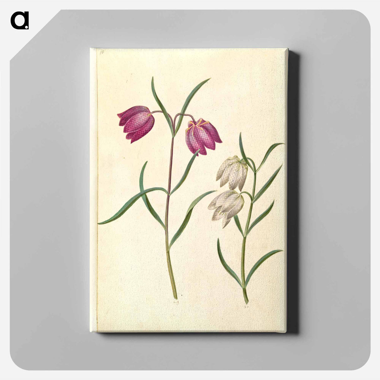 アートパネル-Fritillaria meleagris
- マリア ジビーラ メーリアン Canvas.