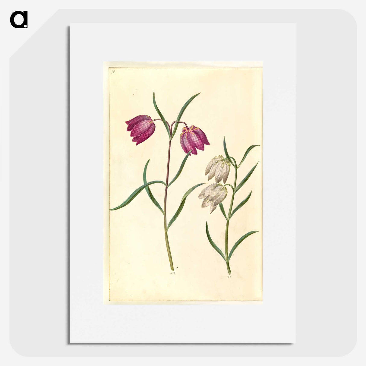 1-58_Maria-Sibylla-Merian_picture