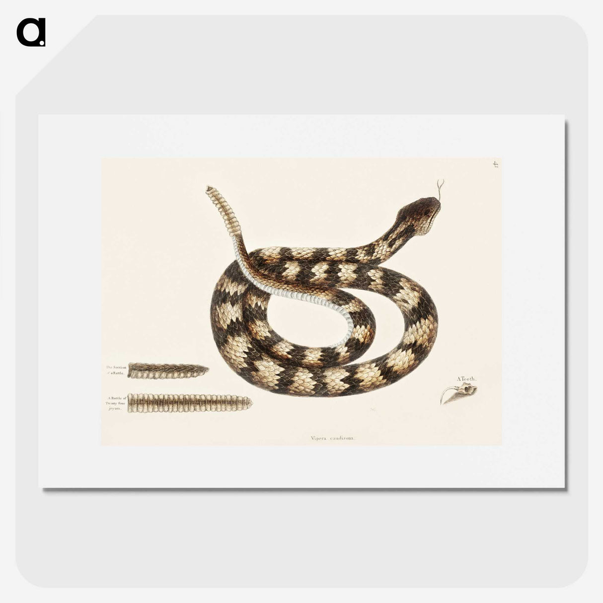 1-58_Mark-Catesby_picture
