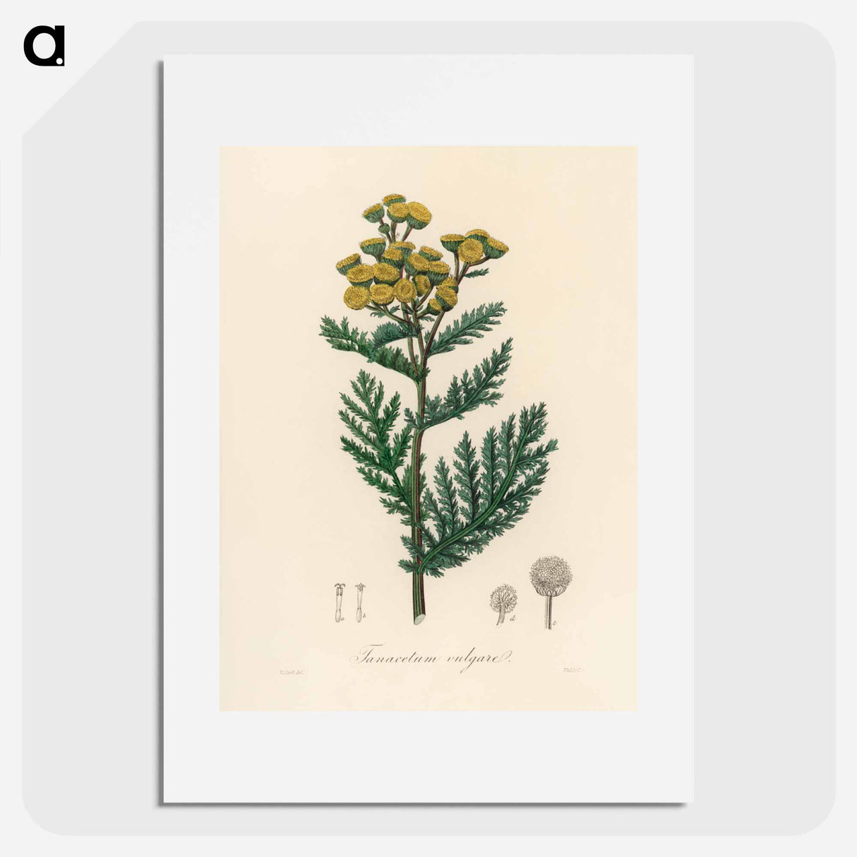 アートポスター-Tanacetum vulgare
- 薬用植物学 Poster.