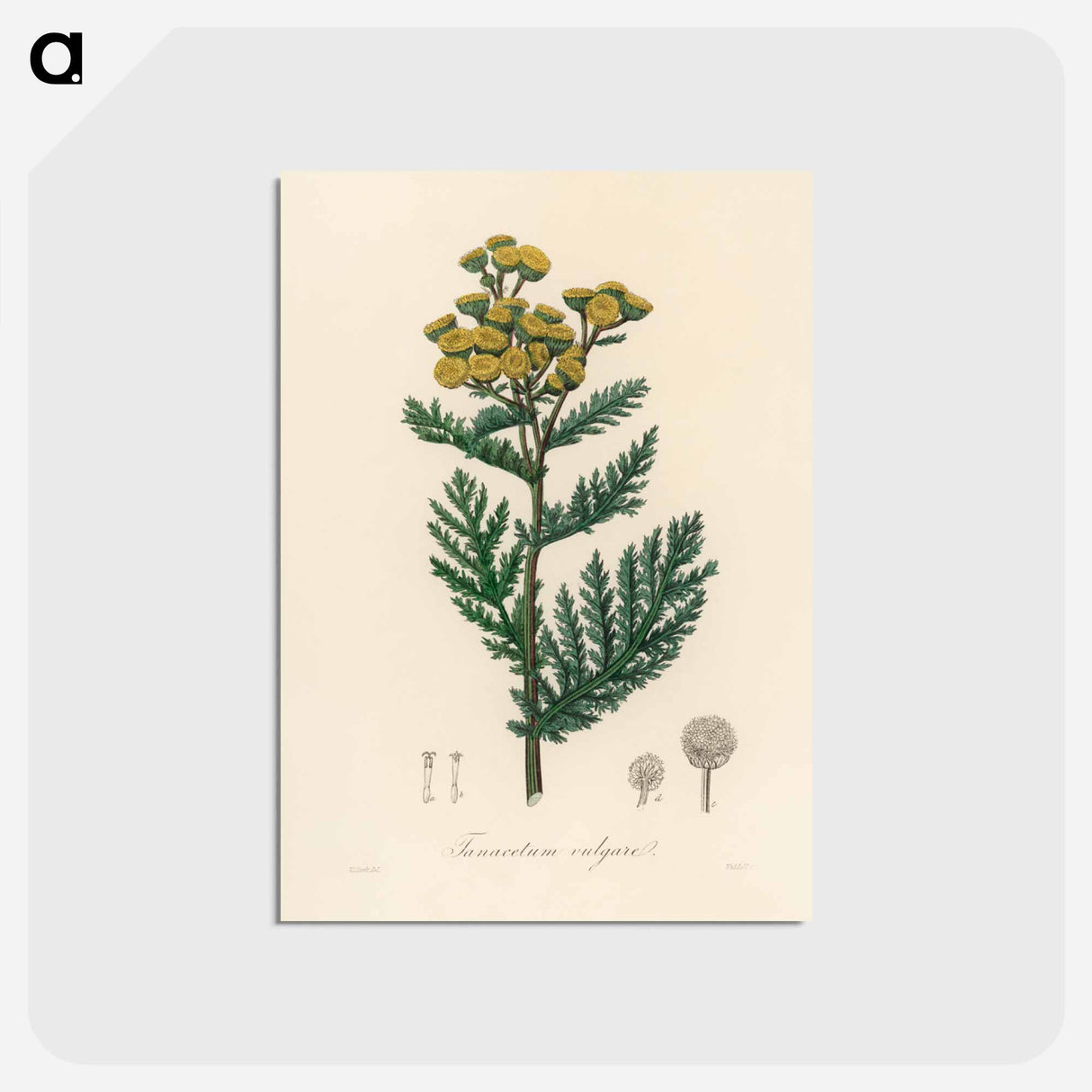 アートポストカード-Tanacetum vulgare
- 薬用植物学 Postcard.