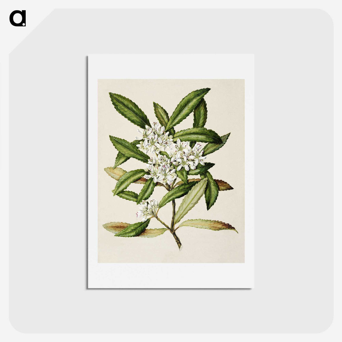 1-58_Native-Flowering-Plants-of-New-Zealand_hagaki