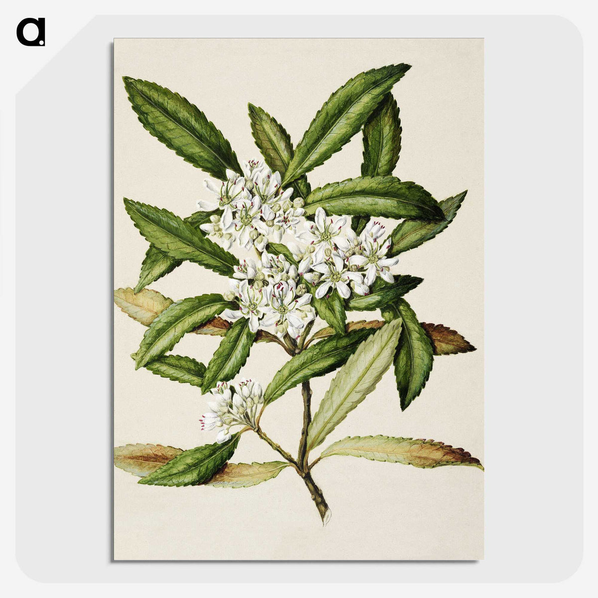 1-58_Native-Flowering-Plants-of-New-Zealand_picture-crop