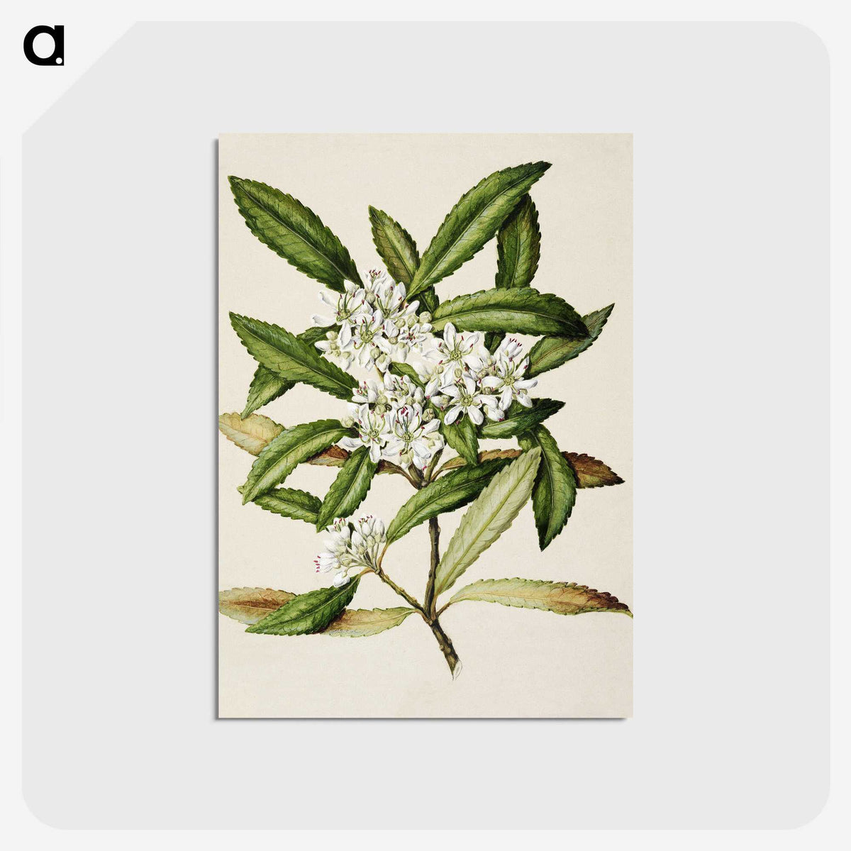 1-58_Native-Flowering-Plants-of-New-Zealand_postcard