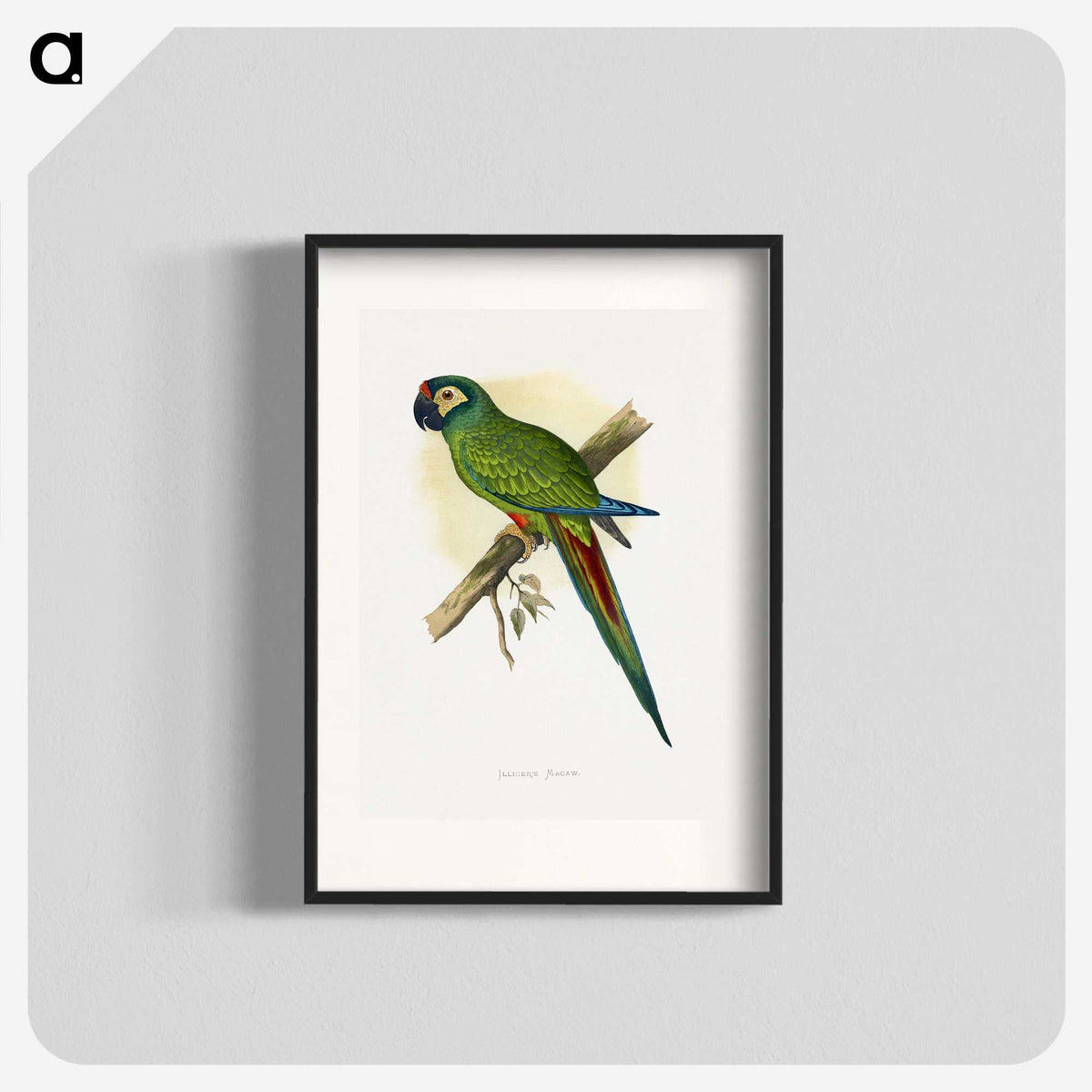 1-58_Parrots-in-Captivity_blk