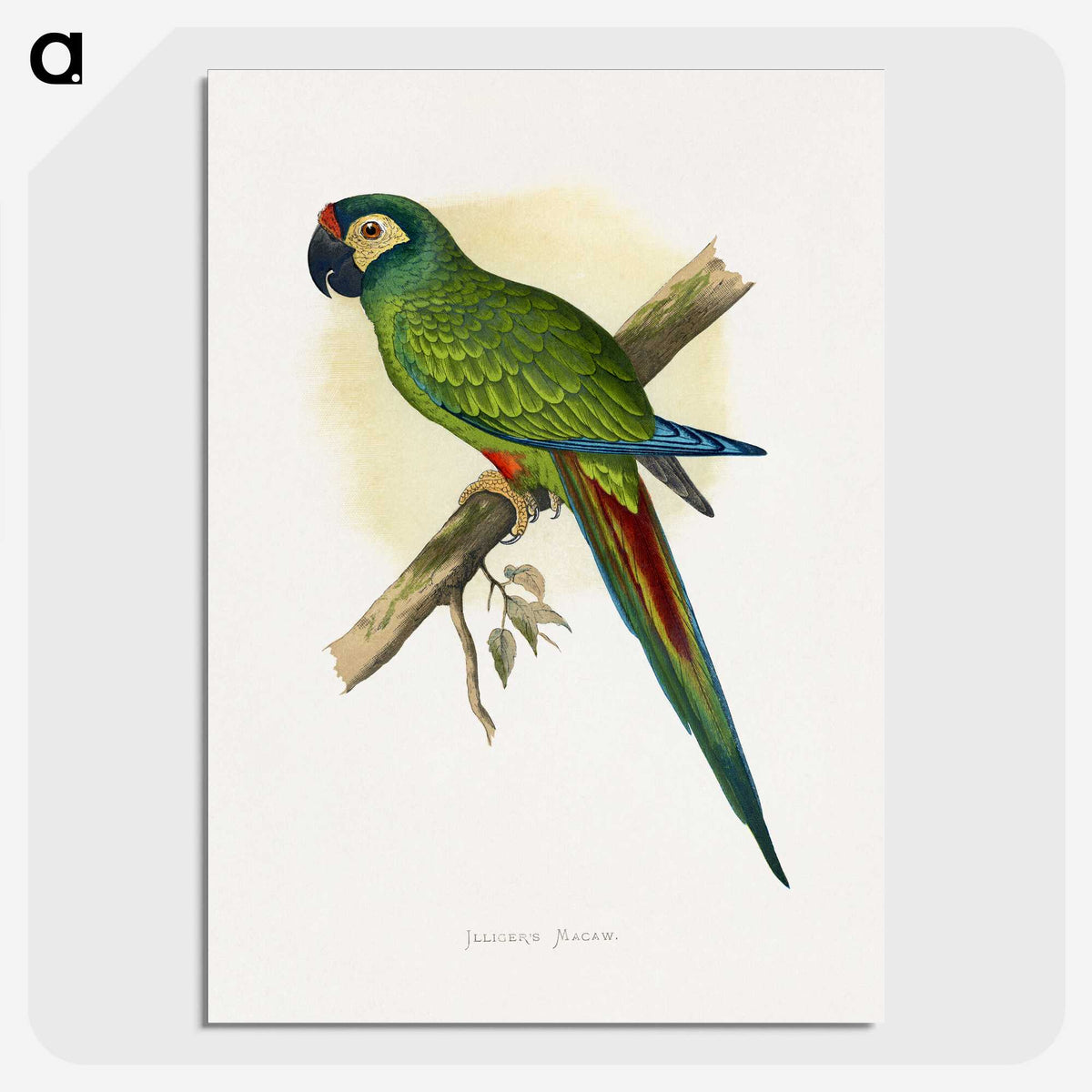 1-58_Parrots-in-Captivity_picture-crop