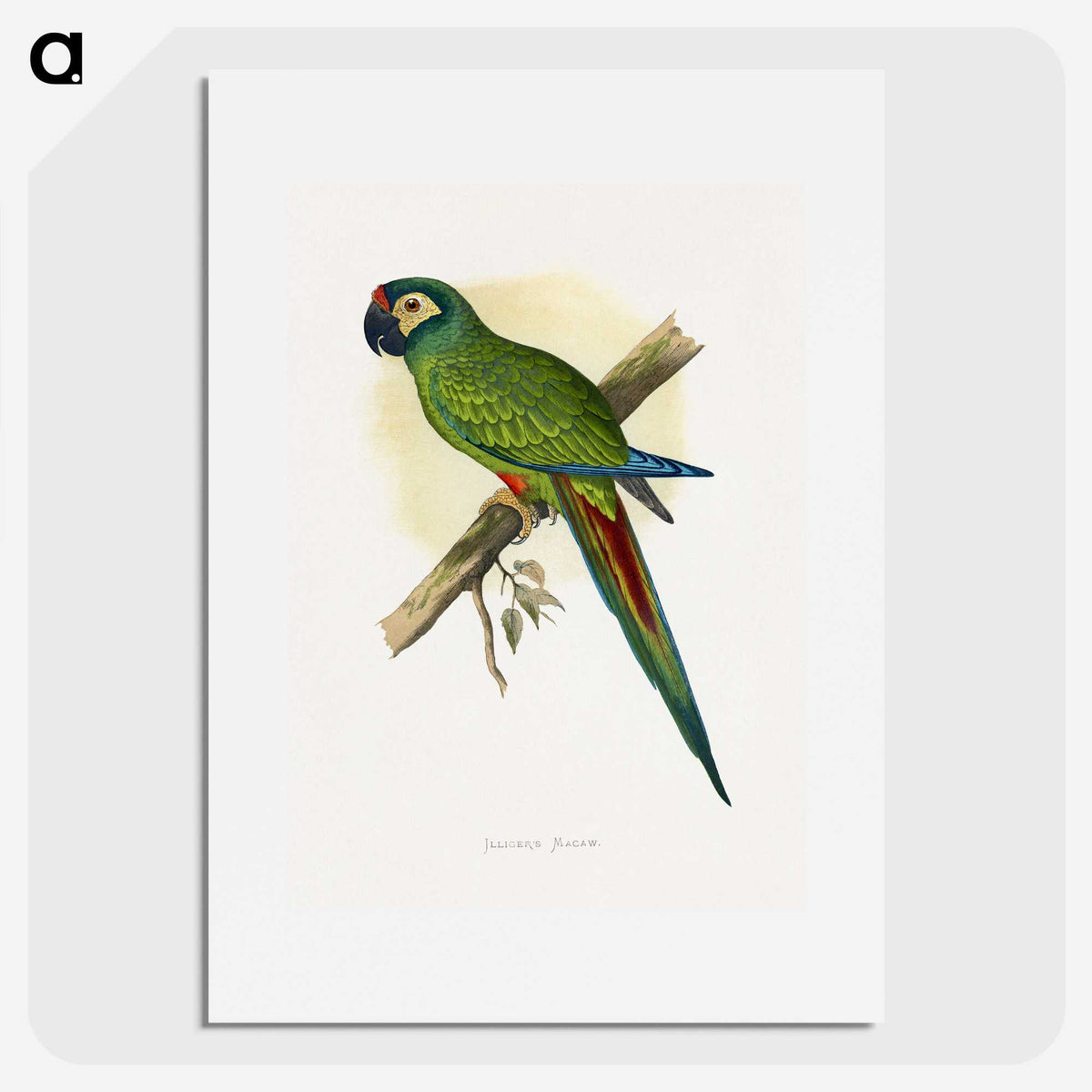 1-58_Parrots-in-Captivity_picture