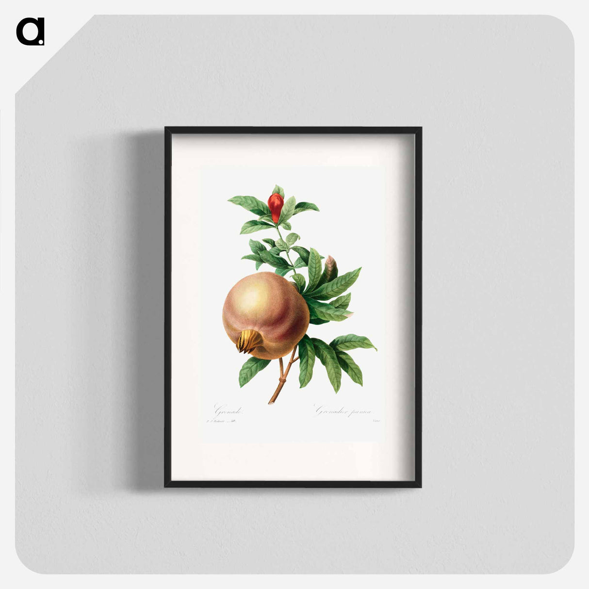Grenade (Pomegranate) - Pierre Joseph Redouté Poster.