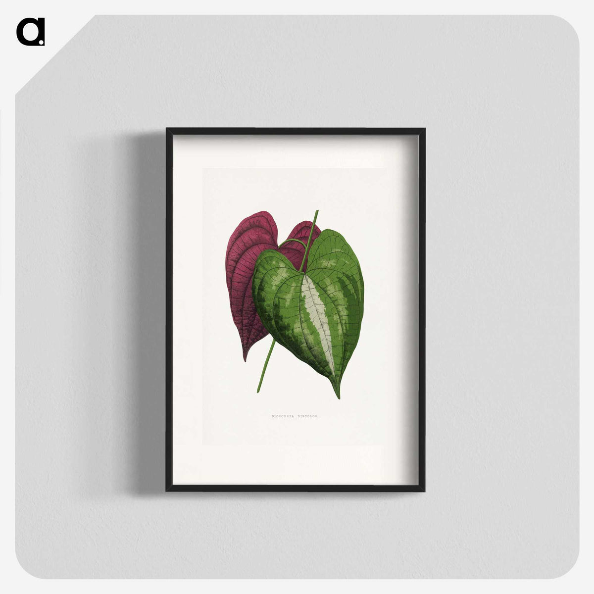 1-58_Plants-with-Colored-Foliage_blk