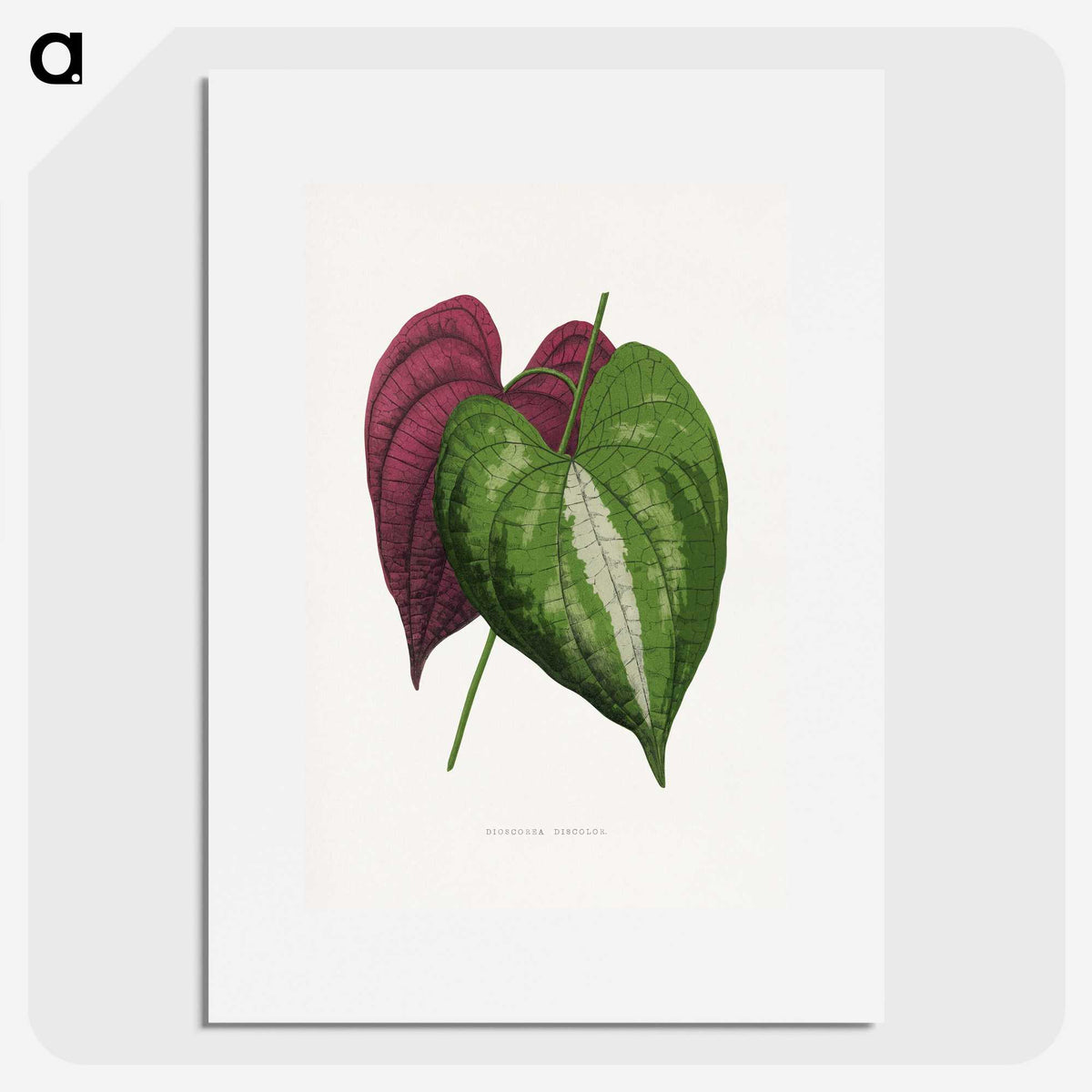 1-58_Plants-with-Colored-Foliage_picture