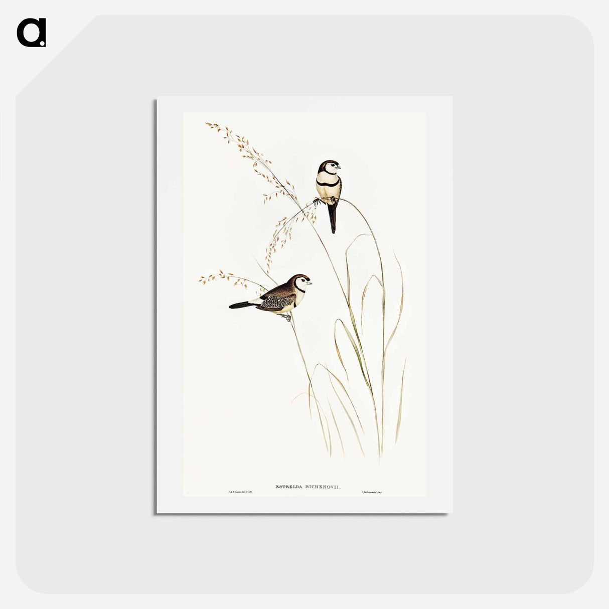 アートポストカード-Bicheno's Finch
- オーストラリアの鳥 Postcard.