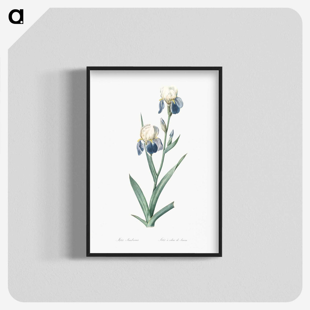 1-58_The-Lilies_blk-crop