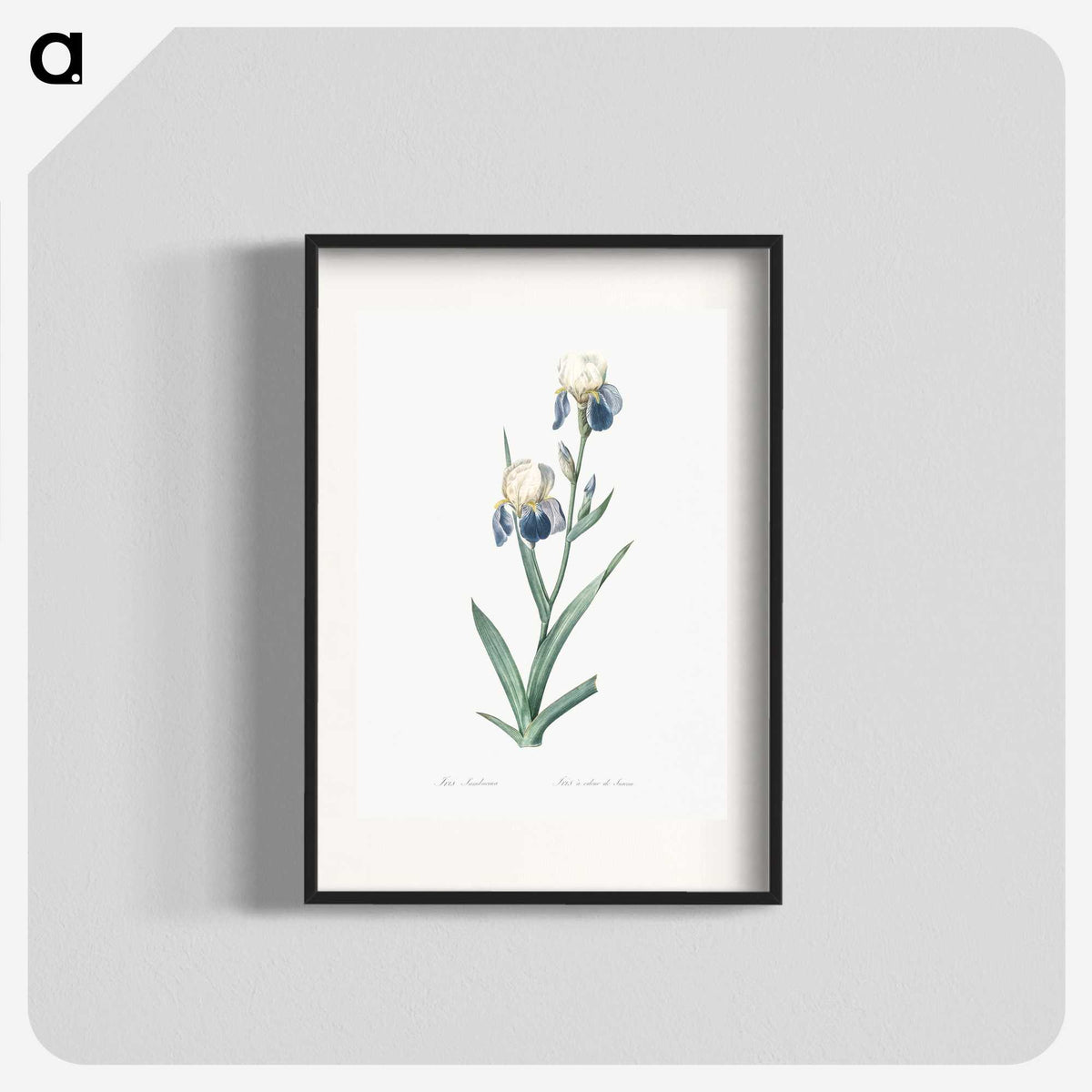 1-58_The-Lilies_blk