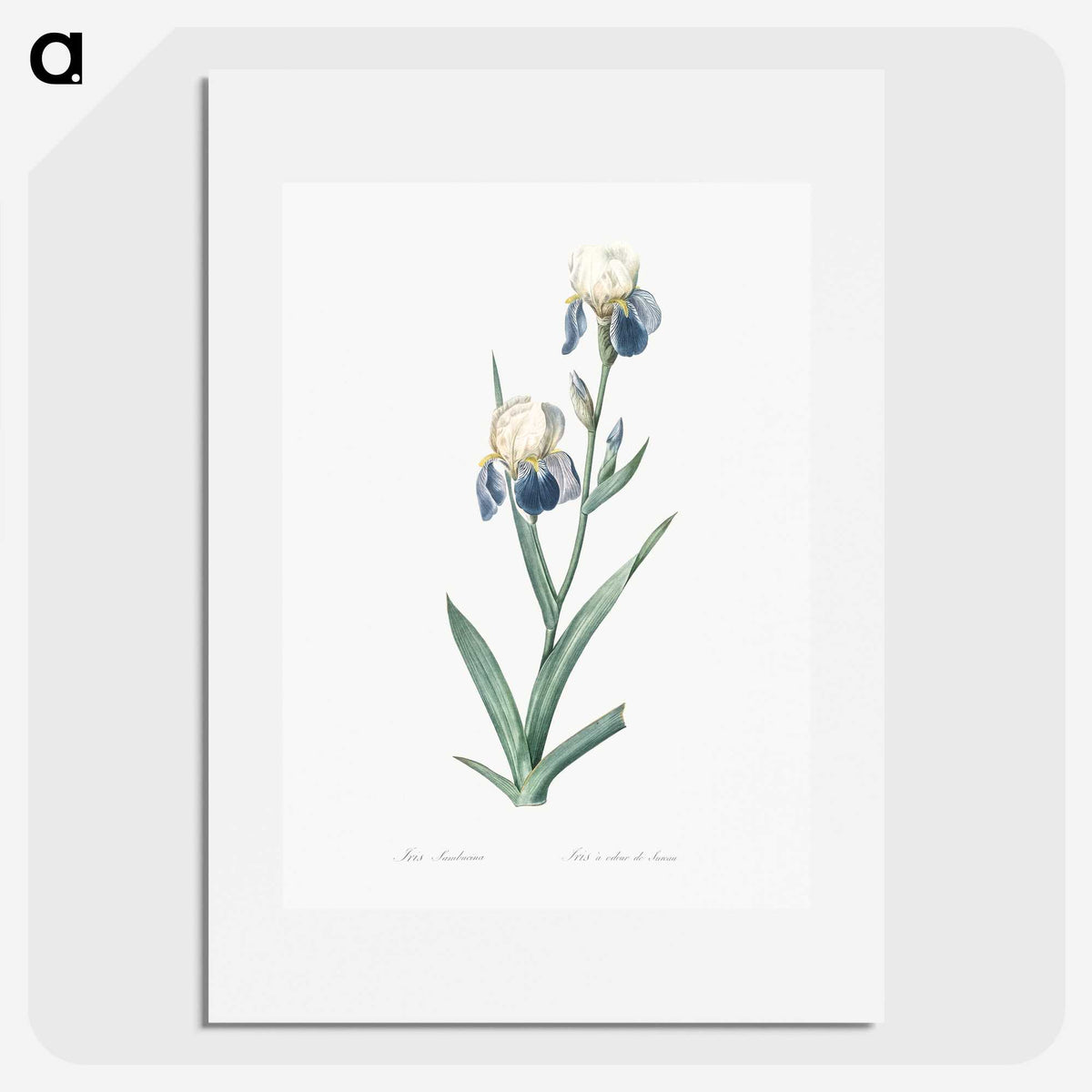 1-58_The-Lilies_picture