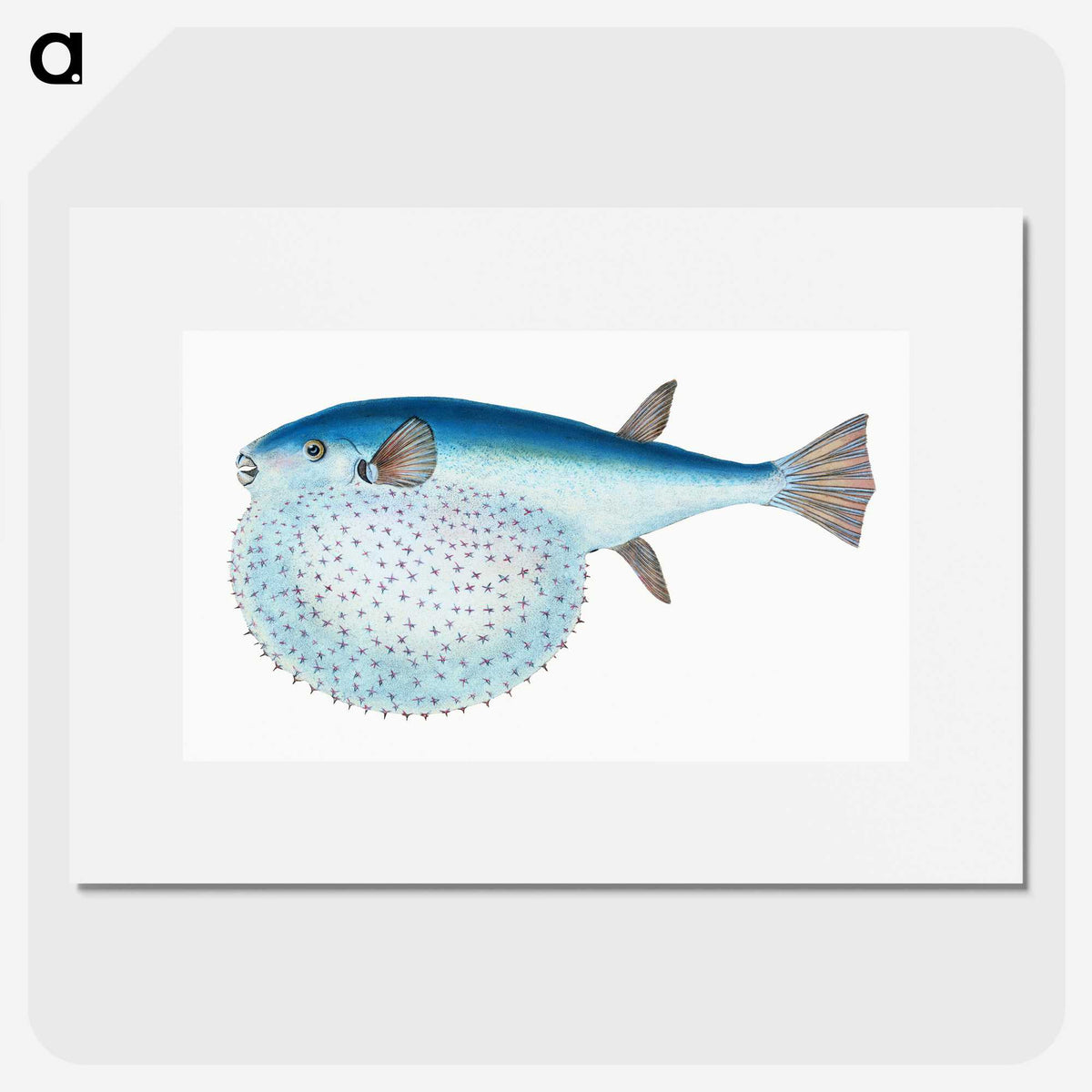 1-58_The-Natural-History-of-British-Fishes_picture