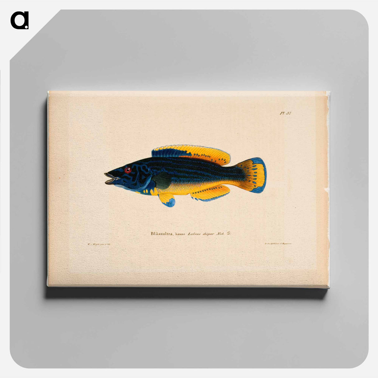 Cuckoo-wrasse, male - Wilhelm von Wright Canvas.