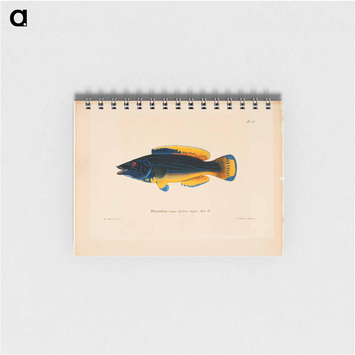 Cuckoo-wrasse, male - ヴィルヘルム フォン ライト Memo.