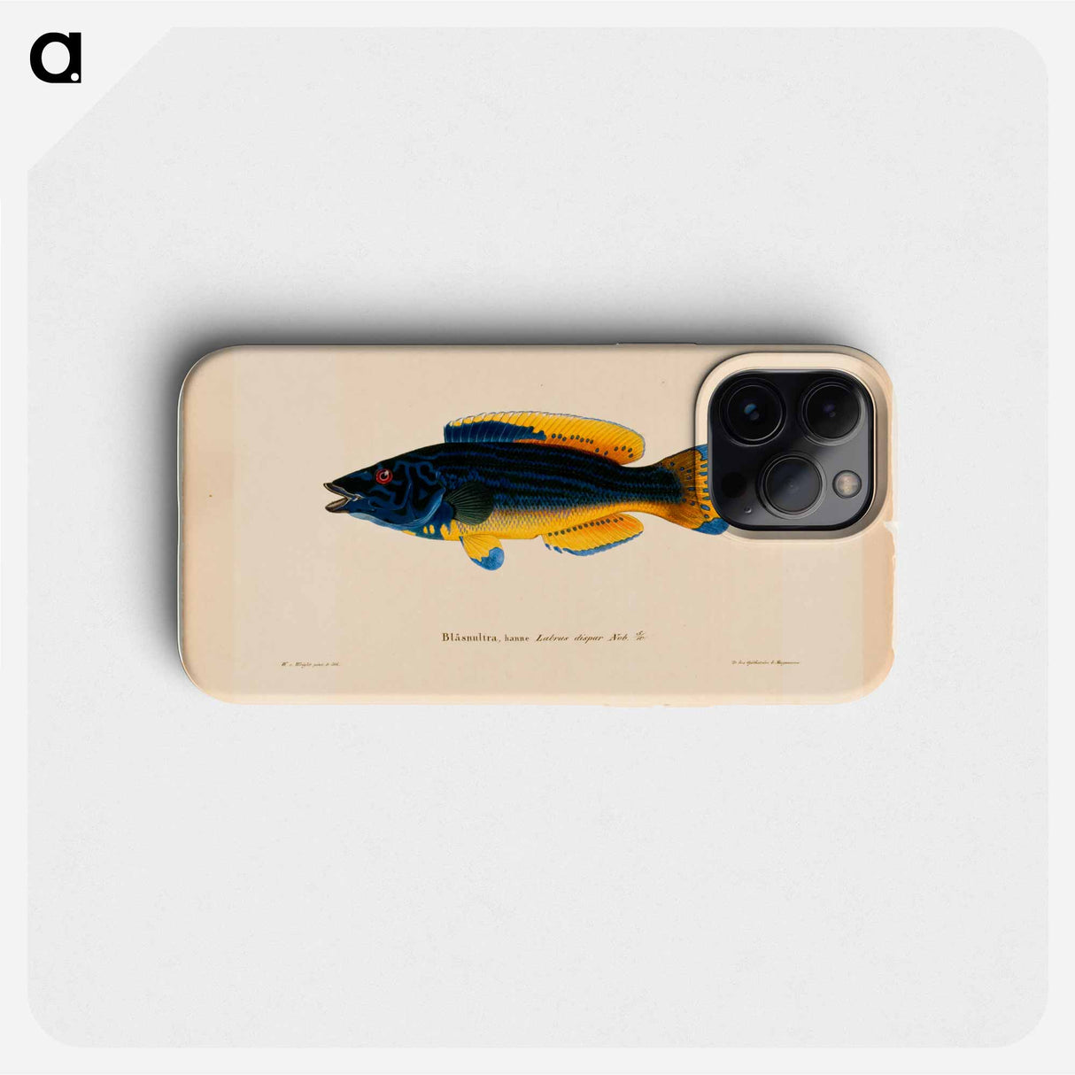 Cuckoo-wrasse, male - Wilhelm von Wright Phone Case.