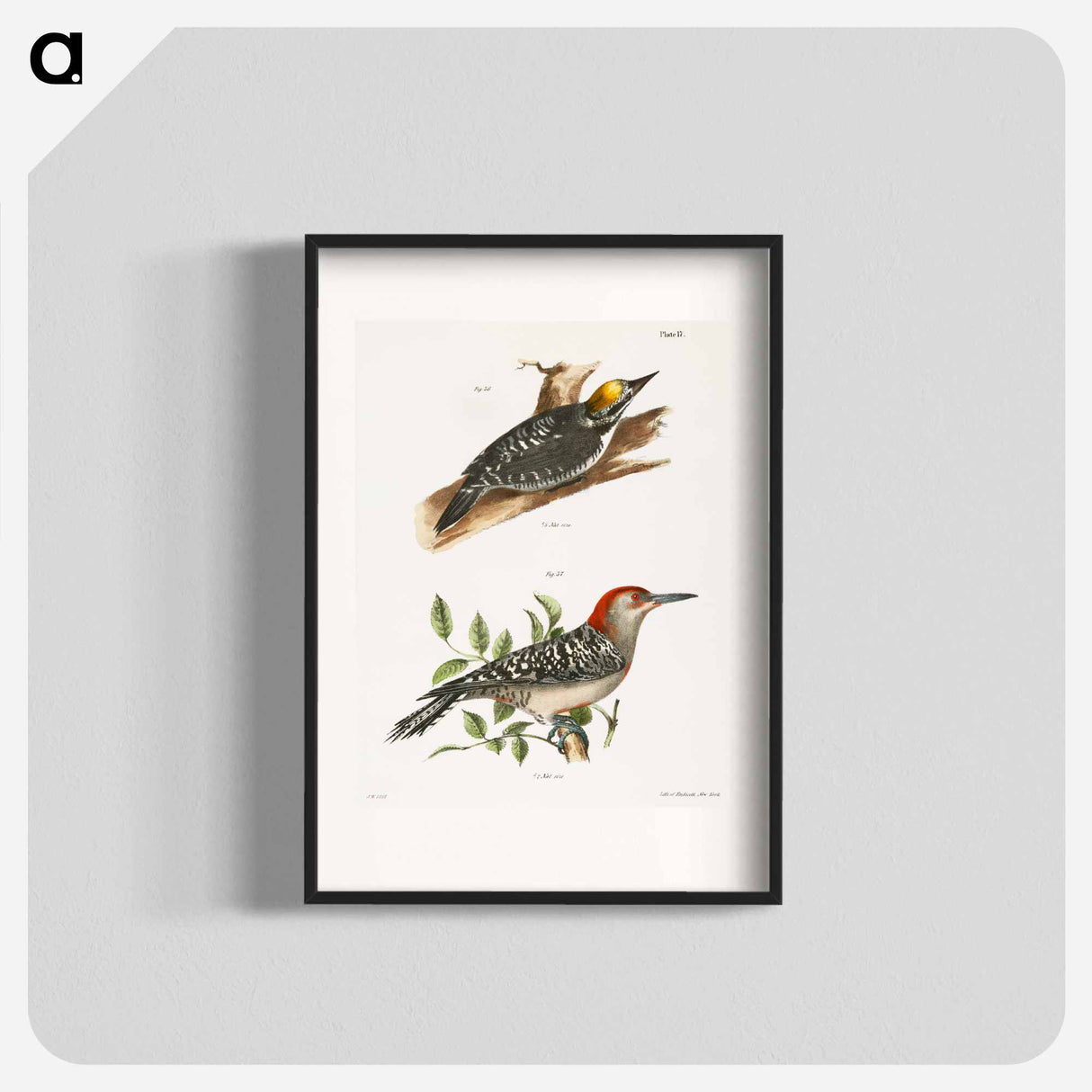 The Arctic Woodpecker (Picus arcticus) The Red-bellied Woodpecker (Picus carolinus) - ニューヨークの動物学 Poster.