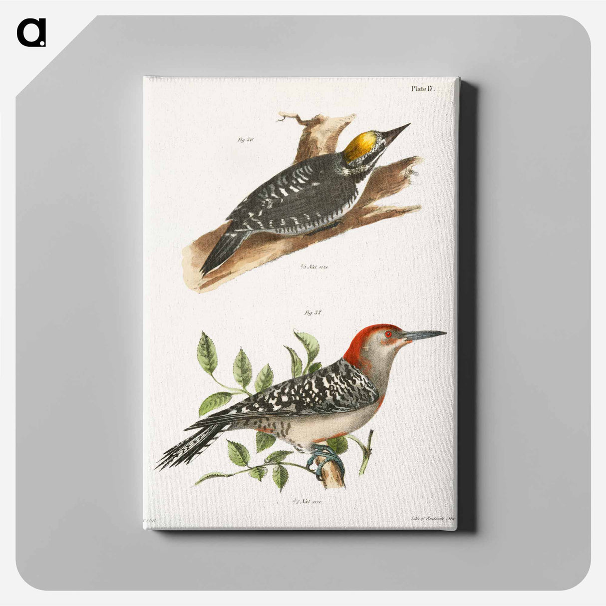 The Arctic Woodpecker (Picus arcticus) The Red-bellied Woodpecker (Picus carolinus) - ニューヨークの動物学 Canvas.