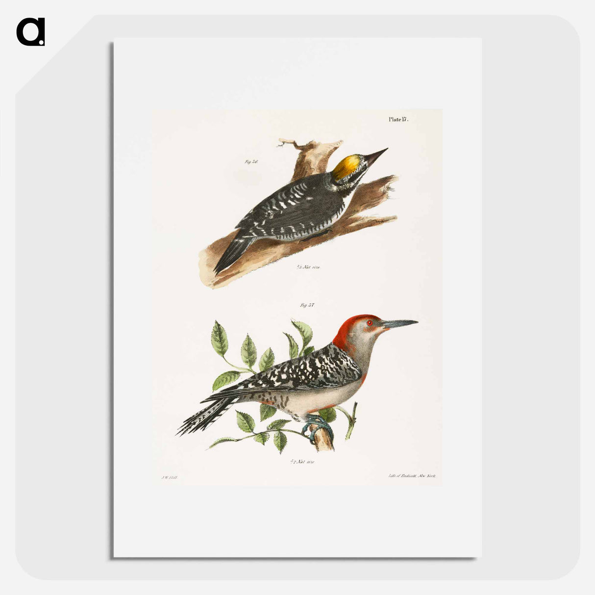 The Arctic Woodpecker (Picus arcticus) The Red-bellied Woodpecker (Picus carolinus) - ニューヨークの動物学 Poster.