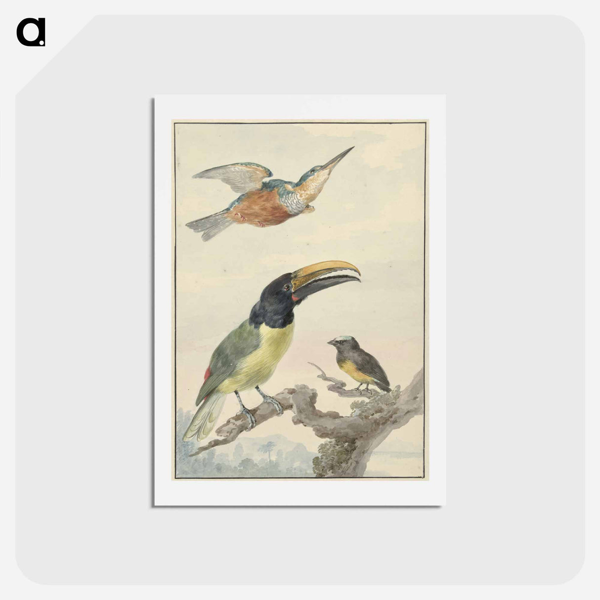 Drie vogels: een IJsvogel, een Prins von Wied's Toekan en een Organist - アールト シューマン Postcard.
