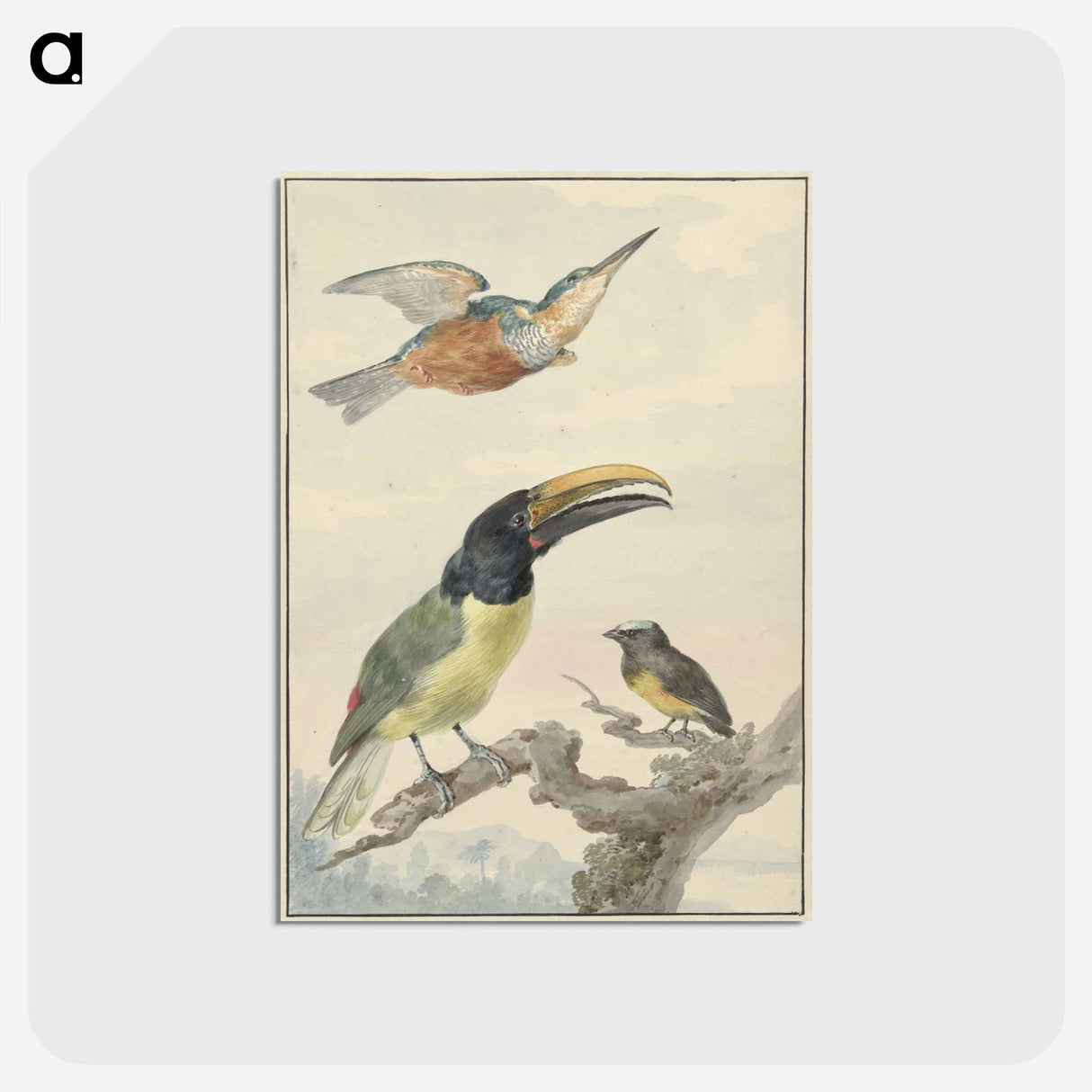 Drie vogels: een IJsvogel, een Prins von Wied's Toekan en een Organist - アールト シューマン Postcard.