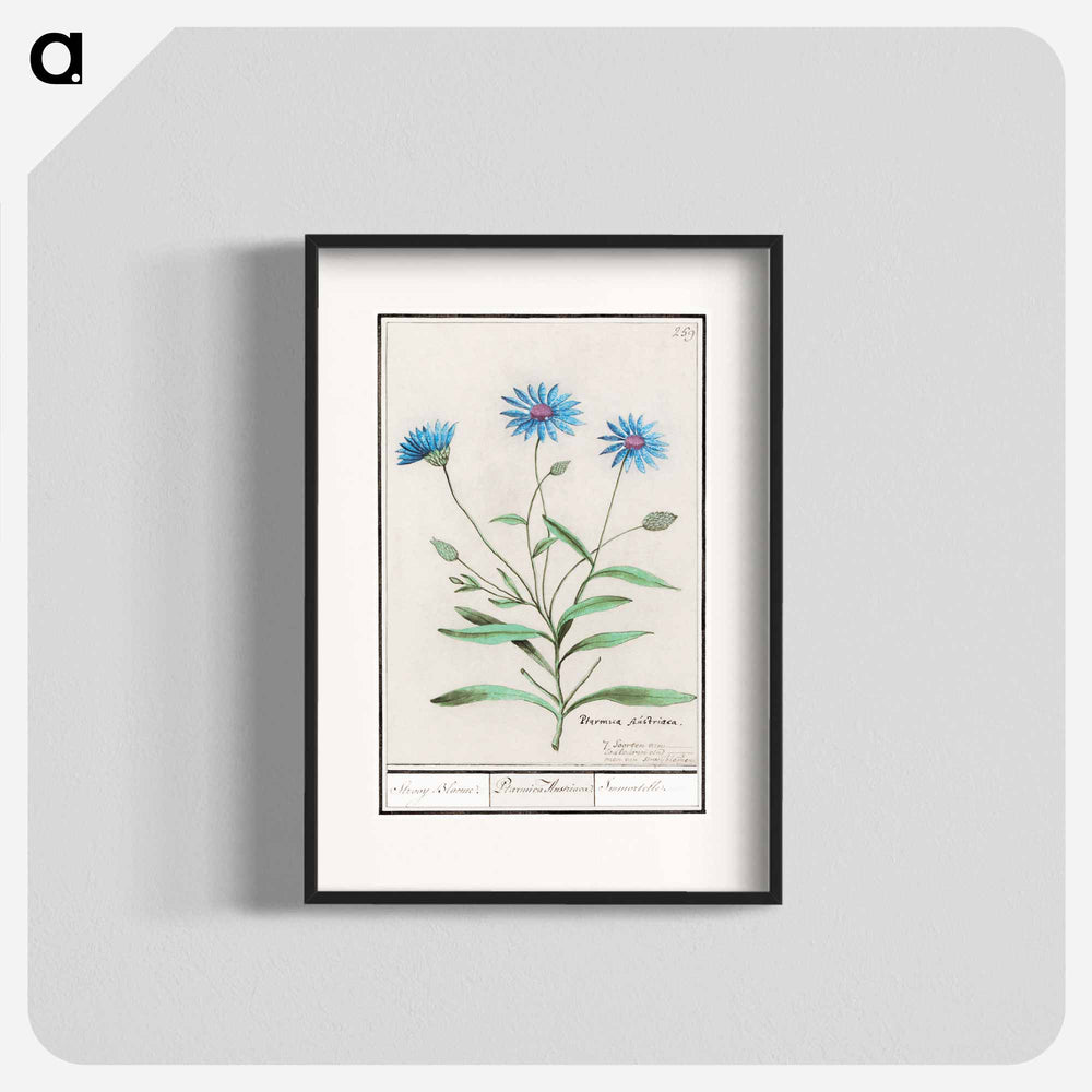 Blue straw flower - アンセルムス ボエティウス デ ブート Poster.